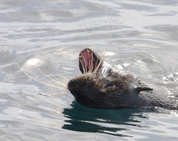 Northern Fur Seal